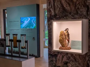 Vitrine in baumstamm-Optik mit ausgestopftem Specht, Bildschirm mit Flusslandschaft und Glasröhren mit Bodenproben