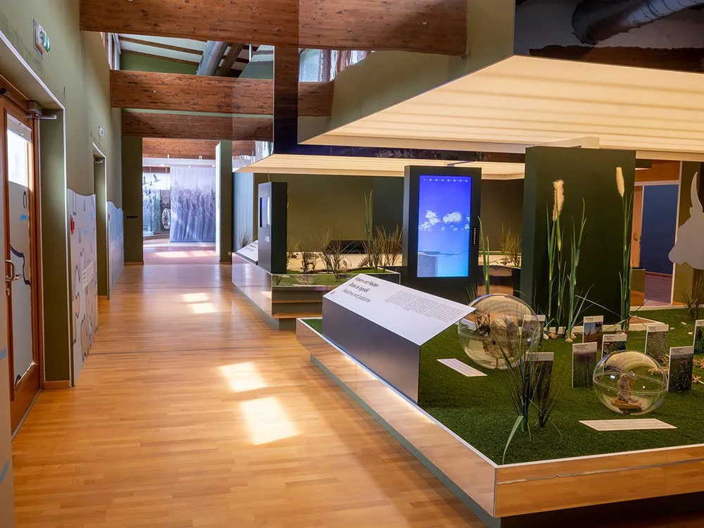 Heller Ausstellungsraum mit Holzboden, künstliches Gras, Schilfrohr, Glasglocken mit Pflanzen und Tieren