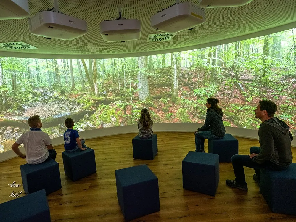 Ausstellungsraum: Menschen sitzen auf blauen Würfeln und betrachten eine 360-Grad-Projektion, die dichten Wald mit Bäumen und Bachlauf zeigt. 